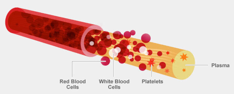 blood-components